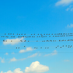 A flock of starlings sitting on wires.