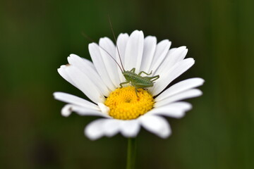 Obraz premium Winziger Graßhüpfer auf einer Margerite