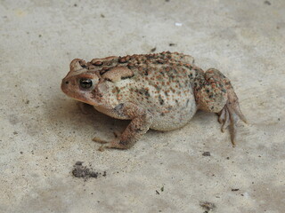 An American toad enjoying a cool spring day in Cecil County, Elkton, Maryland.