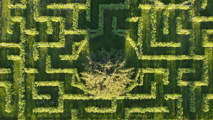 Green maze from the above