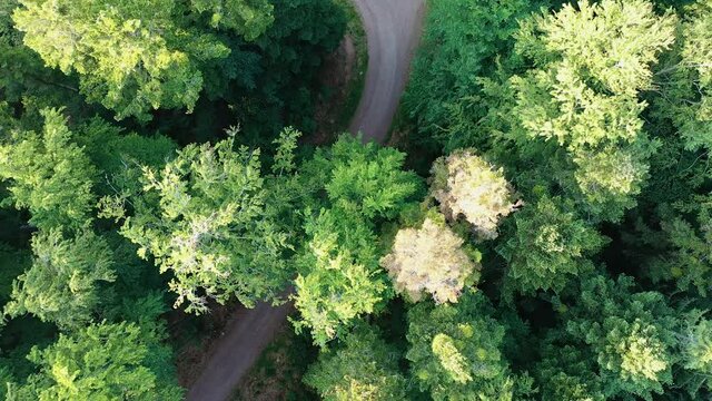 Forest aerial top view with green Trees in Black Forest, Germany