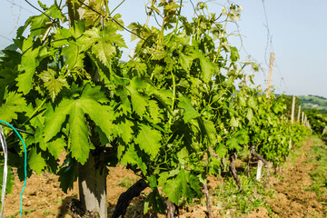 Fototapeta na wymiar Vine plantation in Novi Sad, Serbia.