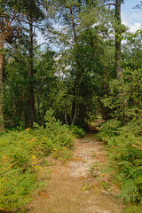 Path through a pine forest in Ermenonville, Oise, France