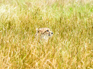 A cheetah (Acinonyx jubatus) silently watches from deep grass. Flamingoland Wildlife Park. Malton. North Yorkshire