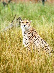 A cheetah (Acinonyx jubatus) silently watches from deep grass. Flamingoland Wildlife Park. Malton. North Yorkshire