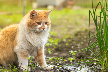Naklejka na ściany i meble A fluffy red cat sits in the garden near a bush.