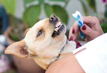 Veterinarian brushing dogs teeth with toothbrush, dental hygiene for dogs