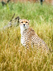 A cheetah (Acinonyx jubatus) silently watches from deep grass. Flamingoland Wildlife Park. Malton. North Yorkshire