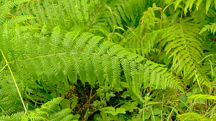 Bright green fern plants in a forest wilderness - Pteridophyta
