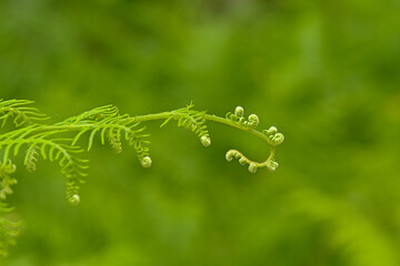 Young fern frond unrolling, selective focus with green bokeh background
