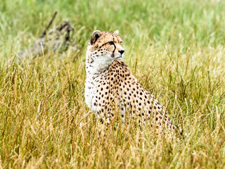 A cheetah (Acinonyx jubatus) silently watches from deep grass. Flamingoland Wildlife Park. Malton. North Yorkshire