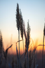 reeds on the background of the sunset ned