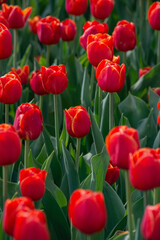 blooming tulips in the park