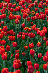 Fototapeta premium blooming tulips in the park