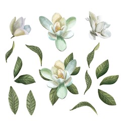 Watercolor set with white magnolia flowers and leaves isolated on white background. Spring illustration for design, print