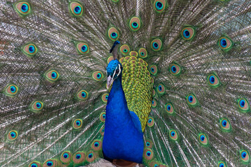 peacock with feathers