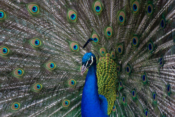 Fototapeta na wymiar Peacock 