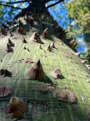 tree detail