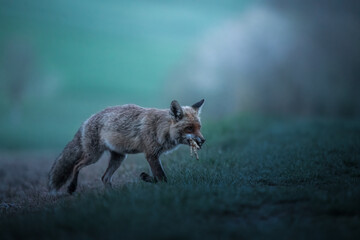 red fox with prey before sunrise
