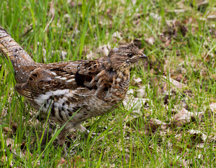 Ruffed grouse walking in green grass in spring