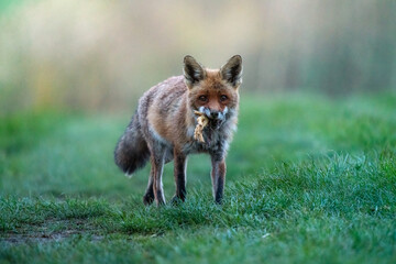 red fox with prey