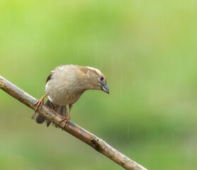 house sparrow in the rain
