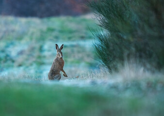 brown hare in the grass © Pixsas