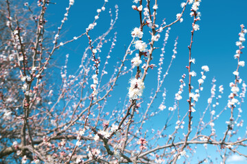 Branches of a blossoming tree with white flowers against a bright blue sky. Spring and bloom