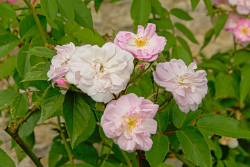 Light pink roses in the rose garden of Chaalis, oise, France
