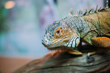 Green iguana also known as the American iguana is a lizard reptile in the genus Iguana in the iguana family