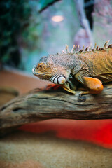 Green iguana also known as the American iguana is a lizard reptile in the genus Iguana in the iguana family