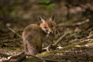 Fuchswelpe im Wald