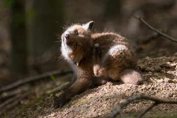 Fuchswelpe im Wald