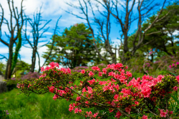 万年山のミヤマキリシマ