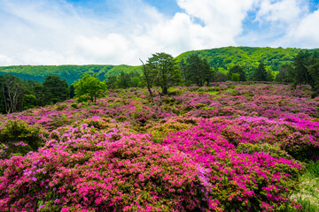 万年山のミヤマキリシマ