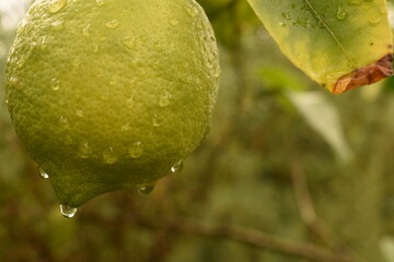 Limones verdes con gotas de agua.