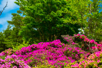 万年山のミヤマキリシマ