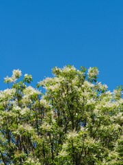 Fototapeta na wymiar Frühling- Laubbaum in voller Blütenpracht