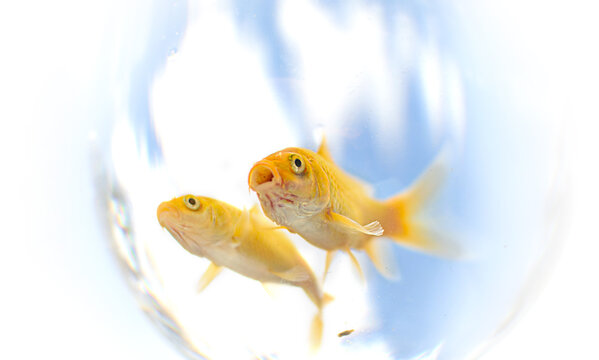 Es pes, pero cuando los pescan pasa a ser pescado.