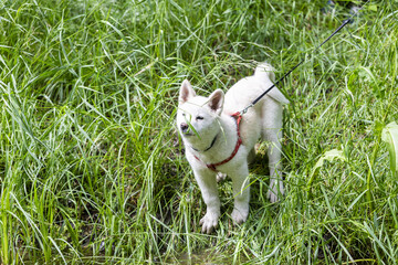 kleiner hund