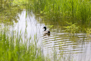 ente schwimmt auf einem Bach