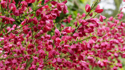 (Cytisus scoparius 'Boskoop Ruby') Genêt à balais ou sparte à floraison spectaculaire rouge rubis sur des branches vertes dressées presque nues - obrazy, fototapety, plakaty