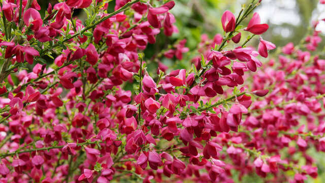 (Cytisus scoparius 'Boskoop Ruby') Genêt à balais ou sparte à floraison spectaculaire rouge rubis sur des branches vertes dressées presque nues
