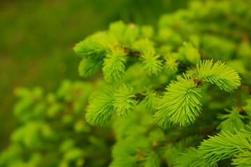 Young, juicy, green shoots on a coniferous tree close-up. The evergreen spruce tree grows intensively in the spring. Narural background in green colors.
