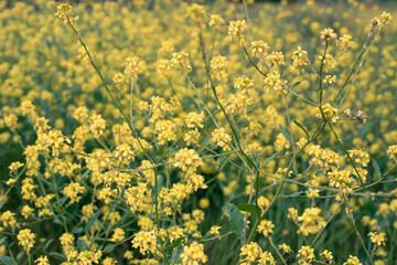 Rapeseed field. Bushes of a plant with yellow small flowers. Valuable agriculture in the food and household industries