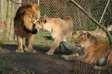 lion and lionesses in a zoo in france