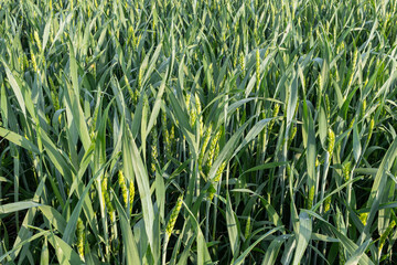 Winter wheat heads emerging.