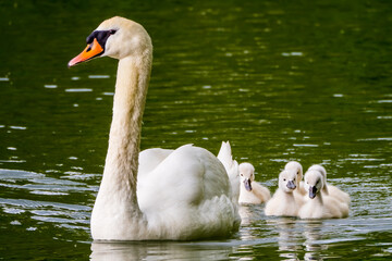  Swan female with its cute nestlings swimming on lake