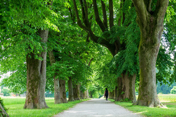 Woman having a walk in a Peaceful tree line country road with in spring with green leaves.