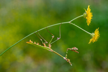 Conehead mantis (Empusa pennata) Female